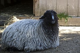 Karakul سلالات مختلفة من الأغنام
